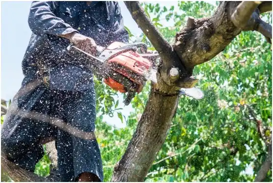 tree services South Fulton